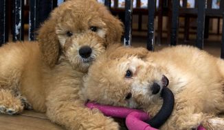 Puppies play in a cage at a pet store in Columbia, Md., Aug. 26, 2019. New York has become the latest state to ban the sale of cats, dogs, and rabbits in pet stores in an attempt to target commercial breeding operations decried by critics as “puppy mills.” The new law, signed by Gov. Kathy Hochul on Thursday, Dec. 15, 2022, will take effect in 2024. (AP Photo/Jose Luis Magana, File)