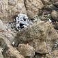 This image from video provided by San Mateo County Sheriff&#39;s Office shows a Tesla vehicle that plunged off a Northern California cliff along the Pacific Coast Highway, Monday, Jan. 2, 2023, near an area known as Devil&#39;s Slide, leaving four people in critical condition, a fire official said. The vehicle fell about 250 feet (76.20 meters) from the highway, the fire official said. Motorists were told to expect delays as rescuers worked. Helicopters were expected to transport four people to hospitals. (San Mateo County Sheriff&#39;s Office via AP)