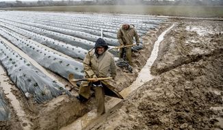 Farmworkers dig out a drainage ditch to keep floodwater from covering strawberry crops as the Salinas River overflows its banks in Monterey County, Calif., on Friday, Jan. 13, 2023. (AP Photo/Noah Berger)