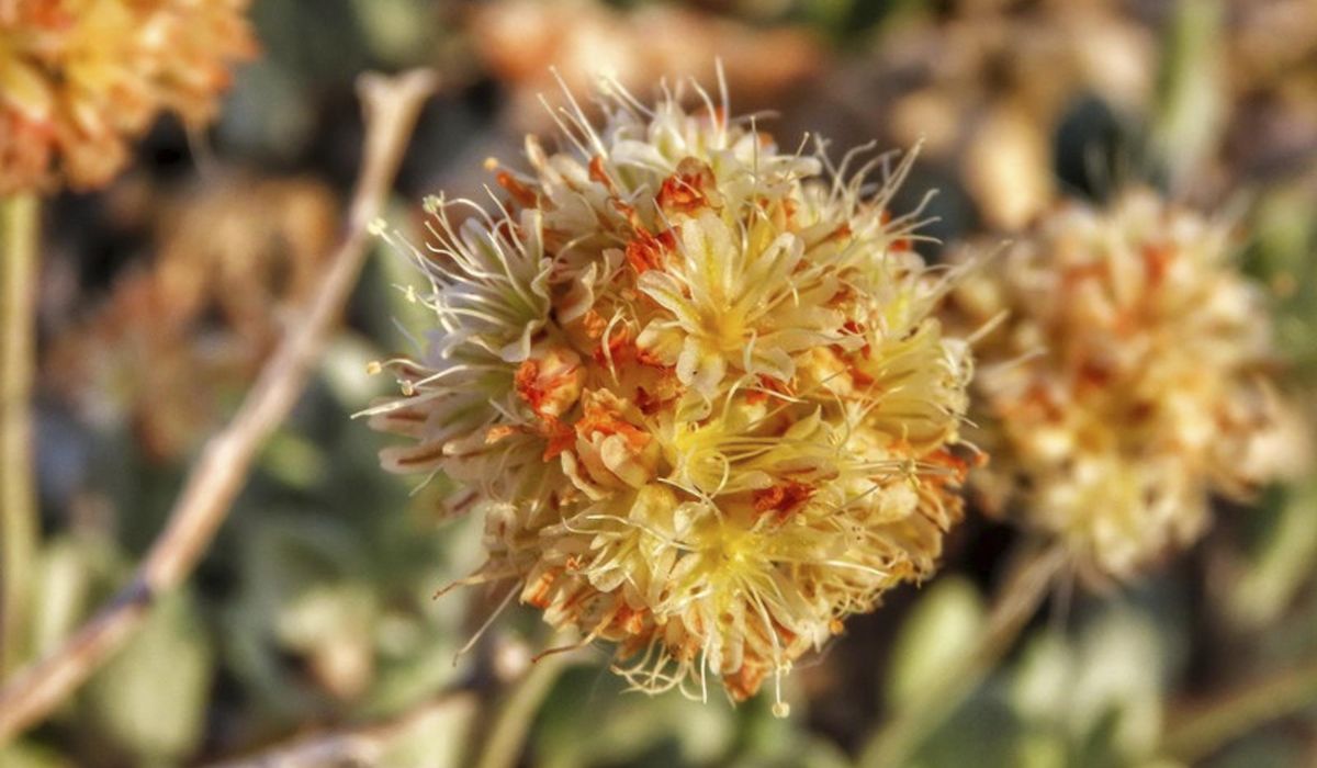NextImg:Nevada lithium mine wins final approval despite potential harm to endangered wildflower