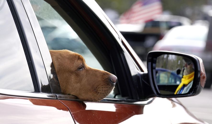 Liberty, a red fox Labrador, hangs her head out of the passenger window while seated with her owner, state Rep. Glen Aldrich, R-Gilford, N.H., during an outdoor meeting of the New Hampshire House of Representatives in a parking lot, due to the COVID-19 virus outbreak, at the University of New Hampshire Wednesday, Jan. 6, 2021, in Durham, N.H. Jennifer Rhodes, a Republican from Winchester, is sponsoring a bill that would make it illegal for someone to drive with "an animal of any size on their person." The proposal is likely a longshot in the "Live Free or Die" state, but it's generating plenty of debate. ((AP Photo/Charles Krupa, File)