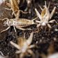 Crickets are seen in a tray of moistened peat as Shelby Smith owner of Gym-N-Eat Crickets works in her facility in Ames, Iowa, Wednesday, Dec. 7, 2022. Smith ordered her first 10,000 crickets Jan. 10, 2018, after her father, a farmer, encouraged her to explore a niche market rather than traditional farming markets like corn and soybeans. Smith produces the crickets that go into her protein bars, cricket powder and flavored, roasted cricket snacks. (Jim Slosiarek/The Gazette via AP) ** FILE **
