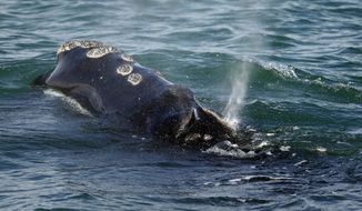 A North Atlantic right whale feeds on the surface of Cape Cod bay off the coast of Plymouth, Mass., March 28, 2018. On Friday, Jan. 20, 2023, the federal government denied a request from a group of environmental organizations to immediately apply proposed ship speed restrictions in an effort to save right whales, a vanishing species. (AP Photo/Michael Dwyer, File)