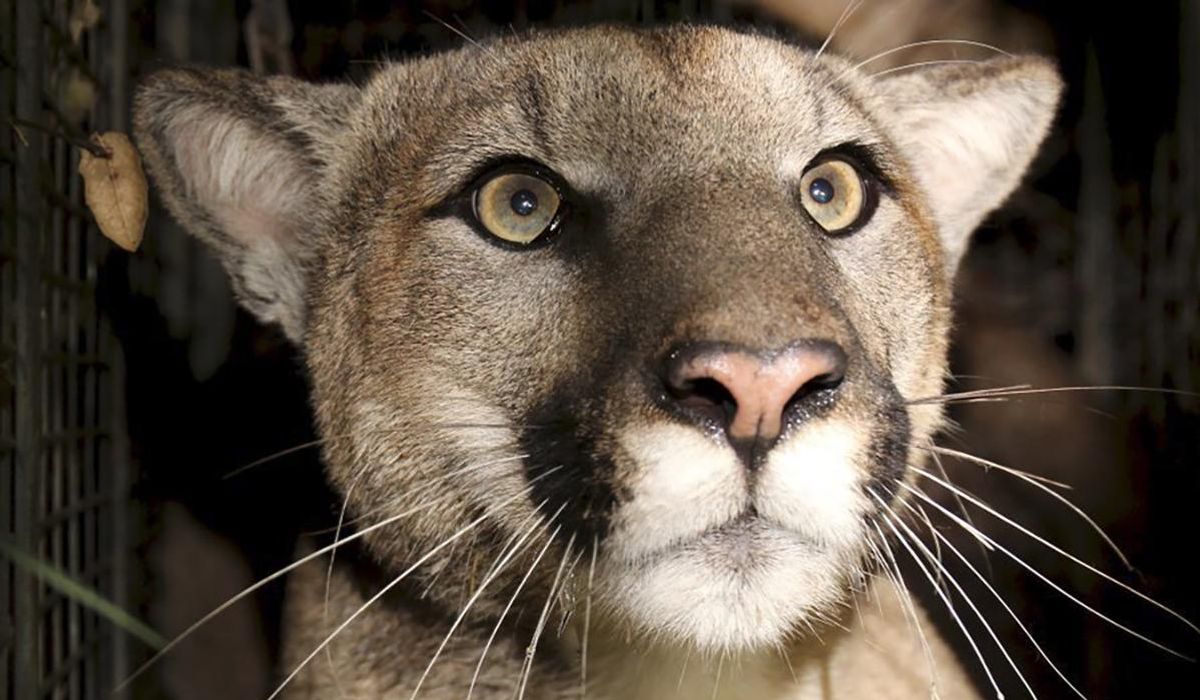 NextImg:Cougar roams Minneapolis enclave