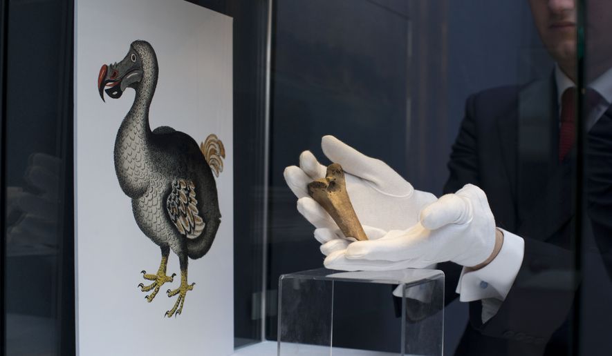 A rare fragment of a Dodo femur bone is displayed for photographs next to an image of a member of the extinct bird species at Christie's auction house's premises in London, March 27, 2013. Colossal Biosciences has raised an additional $150 million from investors to develop genetic technologies that the company claims will help to bring back some extinct species, including the dodo and the woolly mammoth. Other scientists are skeptical that such feats are really possible, or even advisable for conservation. (AP Photo/Matt Dunham, File)