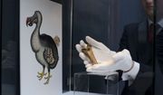 A rare fragment of a Dodo femur bone is displayed for photographs next to an image of a member of the extinct bird species at Christie&#39;s auction house&#39;s premises in London, March 27, 2013. Colossal Biosciences has raised an additional $150 million from investors to develop genetic technologies that the company claims will help to bring back some extinct species, including the dodo and the woolly mammoth. Other scientists are skeptical that such feats are really possible, or even advisable for conservation. (AP Photo/Matt Dunham, File)