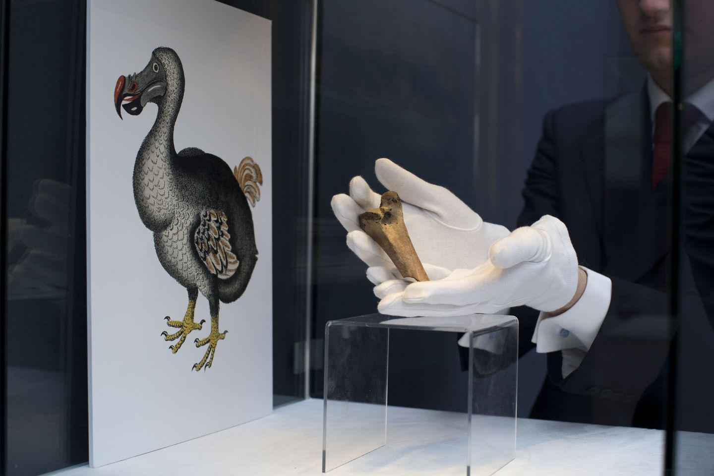 Perusahaan ‘de-extinction’ Dallas mengumumkan rencana untuk membawa kembali burung dodo