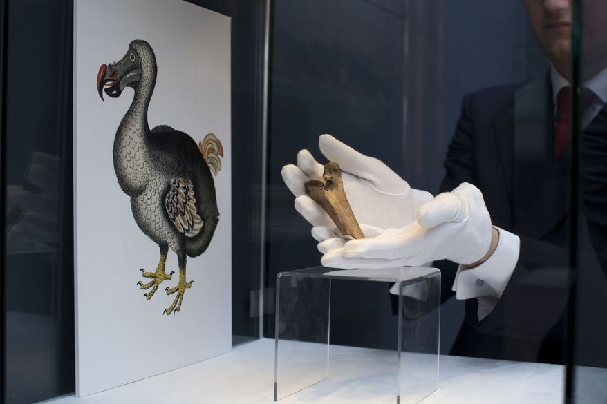 A rare fragment of a Dodo femur bone is displayed for photographs next to an image of a member of the extinct bird species at Christie's auction house's premises in London, March 27, 2013. Colossal Biosciences has raised an additional $150 million from investors to develop genetic technologies that the company claims will help to bring back some extinct species, including the dodo and the woolly mammoth. Other scientists are skeptical that such feats are really possible, or even advisable for conservation. (AP Photo/Matt Dunham, File)