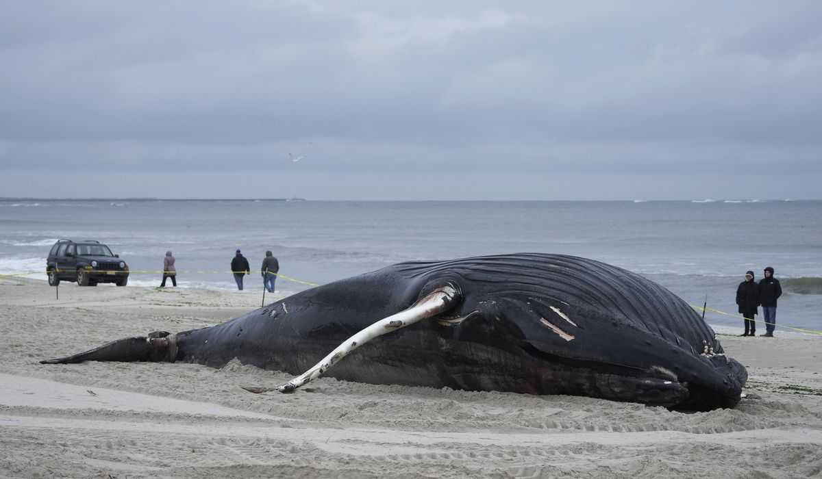 How a spate of dead whales is setting off a fight between environmental groups