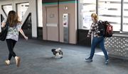 In this June 7, 2021, photo a dog walks on a leash at Phoenix Sky Harbor International Airport in Phoenix. (AP Photo/Jenny Kane)