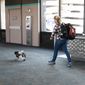 In this June 7, 2021, photo a dog walks on a leash at Phoenix Sky Harbor International Airport in Phoenix. (AP Photo/Jenny Kane)