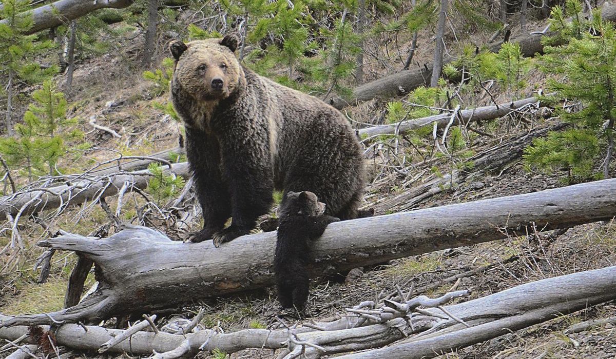 NextImg:Bear safety tips spring forth from National Park Service