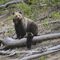 This April 29, 2019 file photo provided by the United States Geological Survey shows a grizzly bear and a cub along the Gibbon River in Yellowstone National Park, Wyo. U.S. wildlife officials on Friday, Feb. 3, 2023 have taken the first step to lift federal protections for grizzly bears in the northern Rocky Mountains, which would open the door to future hunting in several states. (Frank van Manen/The United States Geological Survey via AP,File)