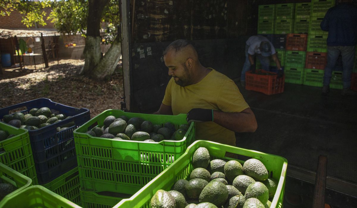 NextImg:Route to Super Bowl dangerous for Mexico’s avocado haulers