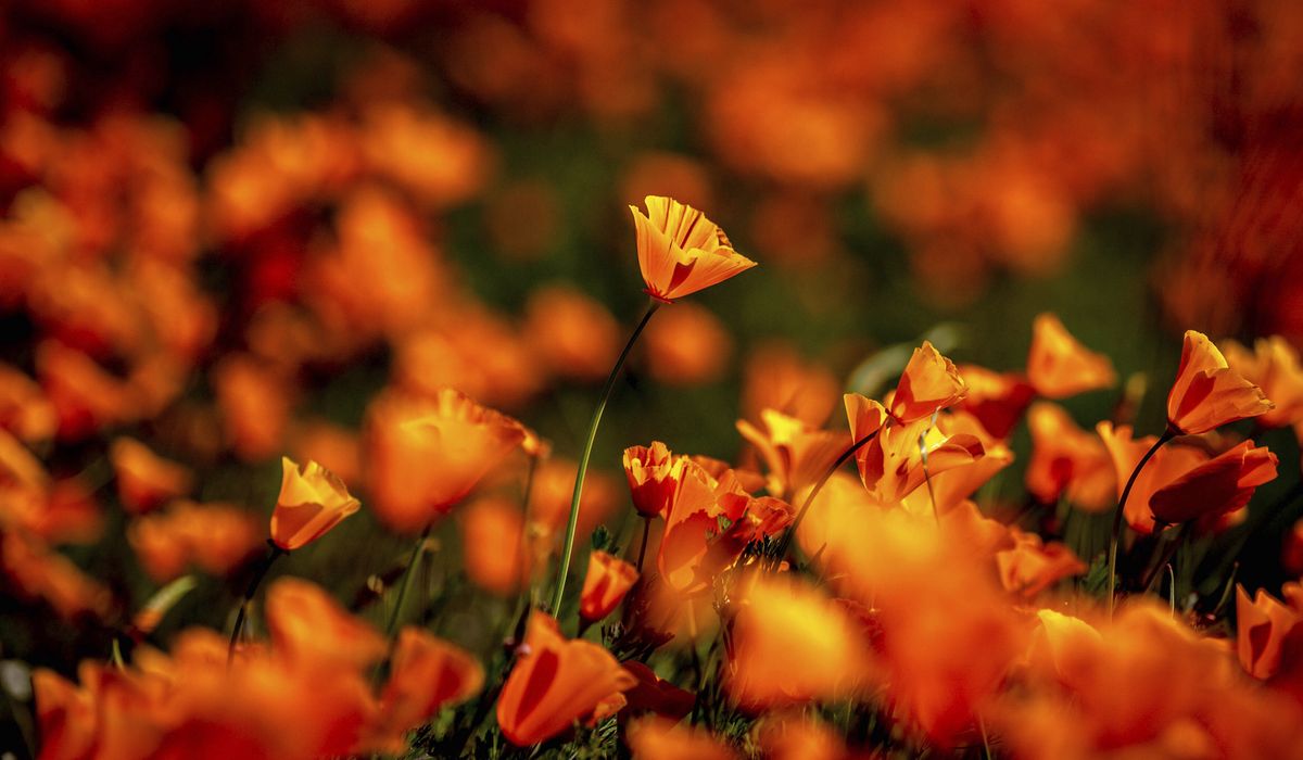 NextImg:California town bans access to canyon site of 2019 poppy super bloom to avoid huge crowds