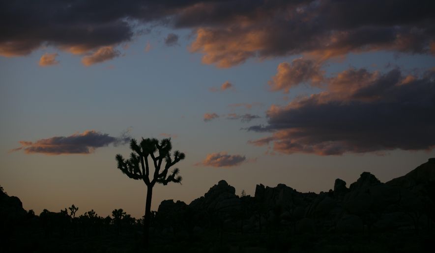 A Joshua tree is silhouetted against the sky at Joshua Tree National Park in California on May 19, 2020. (AP Photo/Jae C. Hong, File)