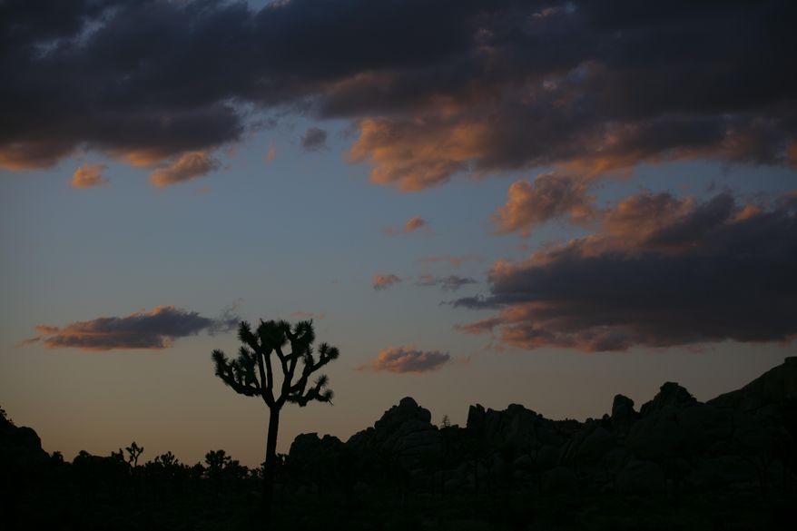 A Joshua tree is silhouetted against the sky at Joshua Tree National Park in California on May 19, 2020. (AP Photo/Jae C. Hong, File)