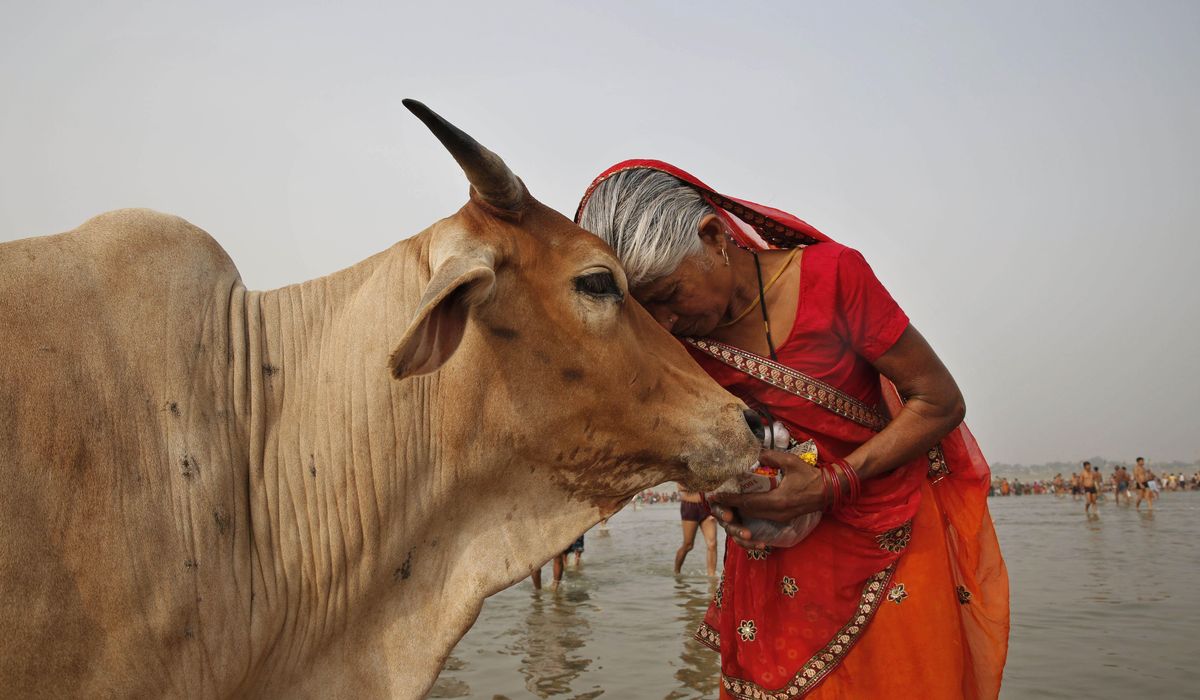 NextImg:Indian government asks people to hug cows on Valentine’s Day