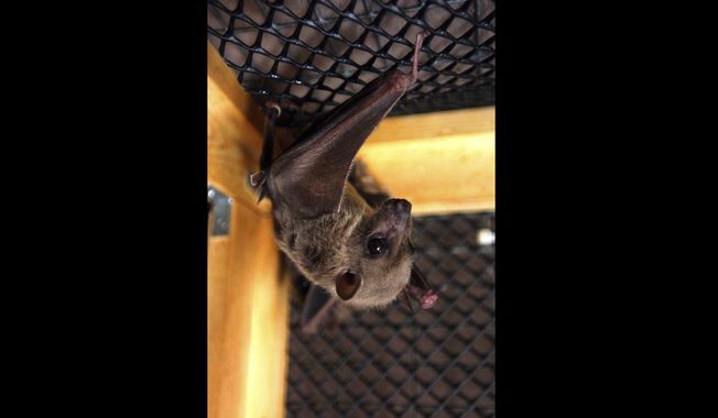 An Egyptian fruit bat hangs upside down in its cage, in Winsted, Conn, July 29, 2003. The World Health Organization said Equatorial Guinea has confirmed its first-ever outbreak of Marburg disease, saying the Ebola-related virus is responsible for at least nine deaths in the tiny Western African country. (AP Photo/Bob Child, File)