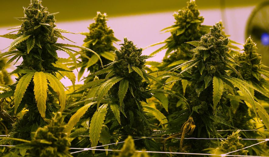 A cannabis plant near harvest grows in a grow room at the Greenleaf Medical Cannabis facility in Richmond, Va., June 17, 2021. (AP Photo/Steve Helber, File)