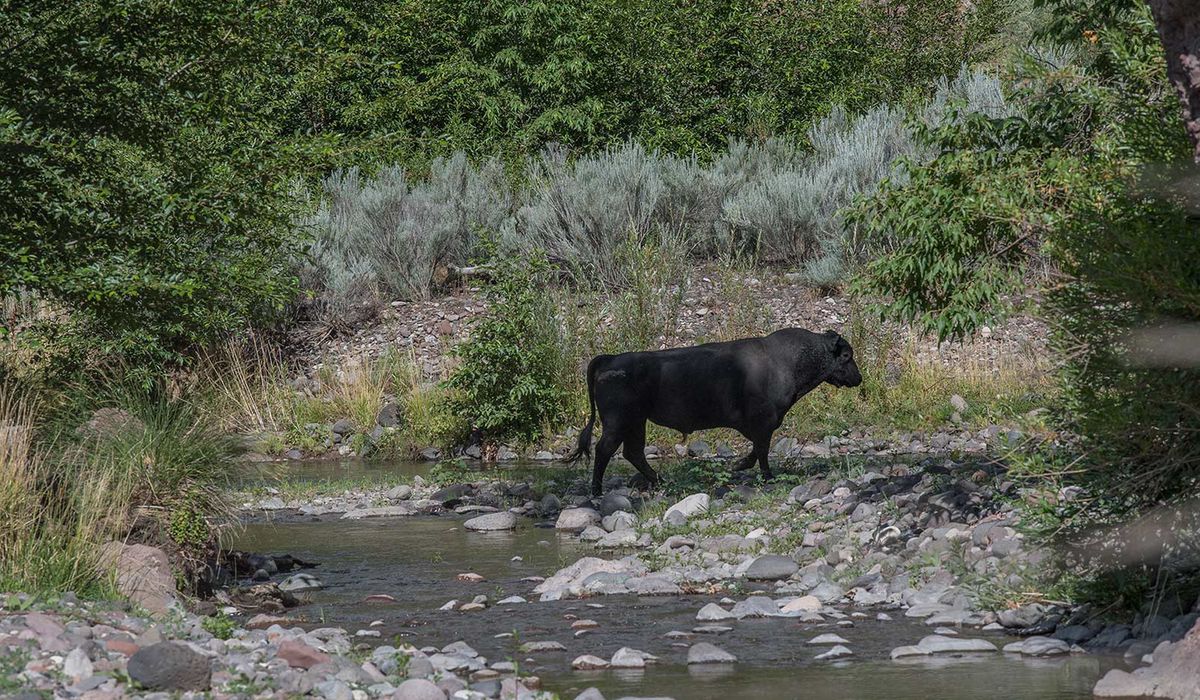 NextImg:U.S. Forest Service to shoot feral cattle in Gila Wilderness by ground and air