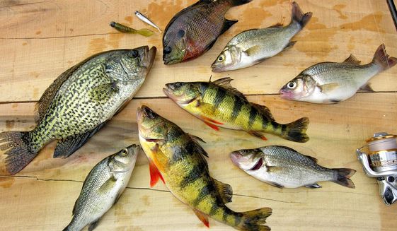 This variety of fish was caught in a tidal creek, but PETA doesn&#x27;t want any such creatures on the White House menu for Lent. (The Washington Times)