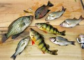 Beltway fish.jpg