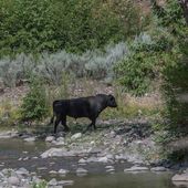 In this photo provided by Robin Silver, a feral bull is seen along the Gila River in the Gila Wilderness in southwestern New Mexico, on July 25, 2020. U.S. forest managers in New Mexico are moving ahead with plans to kill feral cattle that they say have become a threat to public safety and natural resources in the nation&#x27;s first designated wilderness, setting the stage for more legal challenges over how to handle wayward livestock as drought maintains its grip on the West. (©Robin Silver/Center for Biological Diversity via AP) ** FILE **
