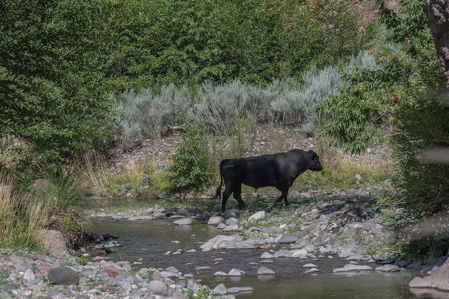 In this photo provided by Robin Silver, a feral bull is seen along the Gila River in the Gila Wilderness in southwestern New Mexico, on July 25, 2020. U.S. forest managers in New Mexico are moving ahead with plans to kill feral cattle that they say have become a threat to public safety and natural resources in the nation's first designated wilderness, setting the stage for more legal challenges over how to handle wayward livestock as drought maintains its grip on the West. (©Robin Silver/Center for Biological Diversity via AP) ** FILE **