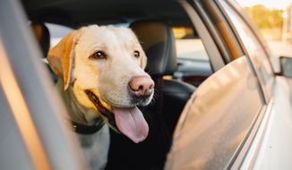 Labrador retriever looks out a car window. File photo credit: Parilov via Shutterstock