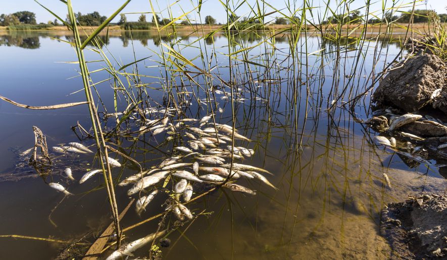 Dead fishes drift in the Oder River near Brieskow-Finkenheerd, eastern Germany, on Aug. 11, 2022. Greenpeace environmental group said Thursday, March 2, 2023 that waste water discharge from Poland’s coal mines were most probably responsible for the 2022 massive fish die-off in the Oder River. Greenpeace Poland also warned that the situation may reoccur this year and also hit Poland&#x27;s largest river, the Vistula, if the government and the coalmining industry don&#x27;t take immediate steps to counter the problem. The fish die-out was blamed on deadly algae, Prymnesium parvum, that thrive in highly salty water and in hot temperatures. (Frank Hammerschmidt/dpa via AP)