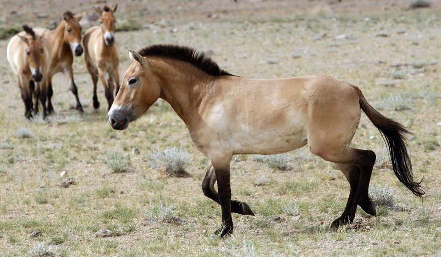 This photo taken on Thursday, June 16, 2011 shows four Przewalski&#x27;s Horses after being released at the Khomiin Tal reservation in Western Mongolia. Archaeologists have identified the earliest direct evidence for horseback riding – an innovation that would transform human history – in 5,000 year old skeletons in central Europe. (AP Photo/Petr David Josek, File)