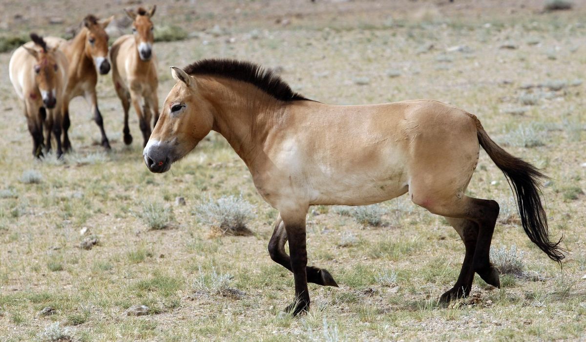 NextImg:Dallas crash involving stolen horses leaves teen, 2 horses dead