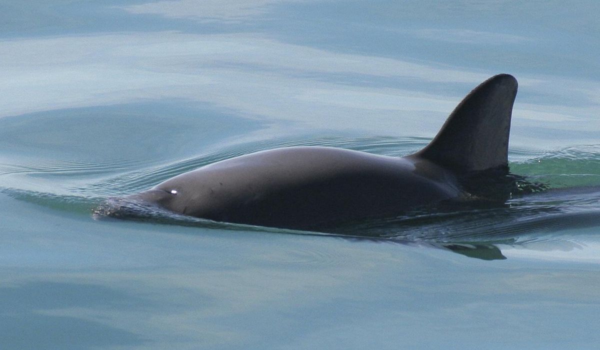 NextImg:Vaquita porpoise faces extinction, warns whaling group