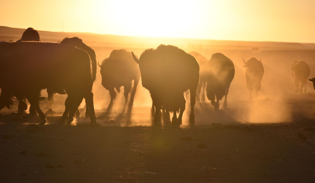 NextImg:U.S. to focus bison restoration on expanding tribal herds