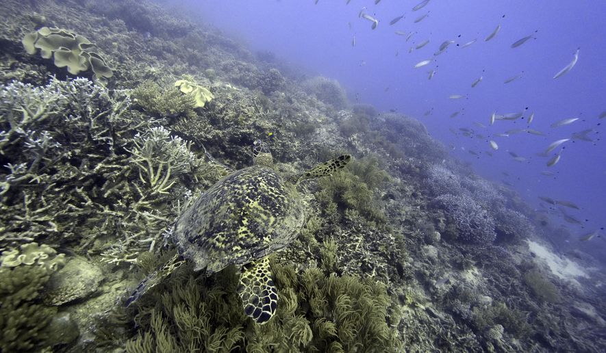 A sea turtle swims over corals on Moore Reef in Gunggandji Sea Country off the coast of Queensland in eastern Australia on Nov. 13, 2022. For the first time, United Nations members have agreed on a unified treaty on Saturday, March 4, 2023, to protect biodiversity in the high seas — nearly half the planet’s surface. (AP Photo/Sam McNeil, File)