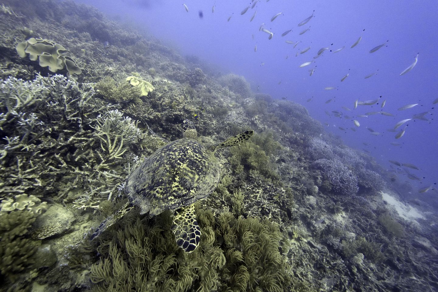 Uluslar açık denizlerdeki deniz yaşamını korumak için anlaşmaya varıyor