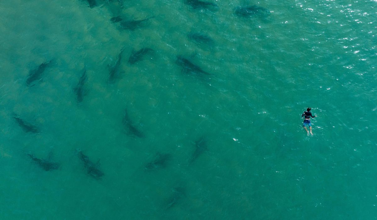 NextImg:Shark! How swimmers can improve their odds of avoiding bites