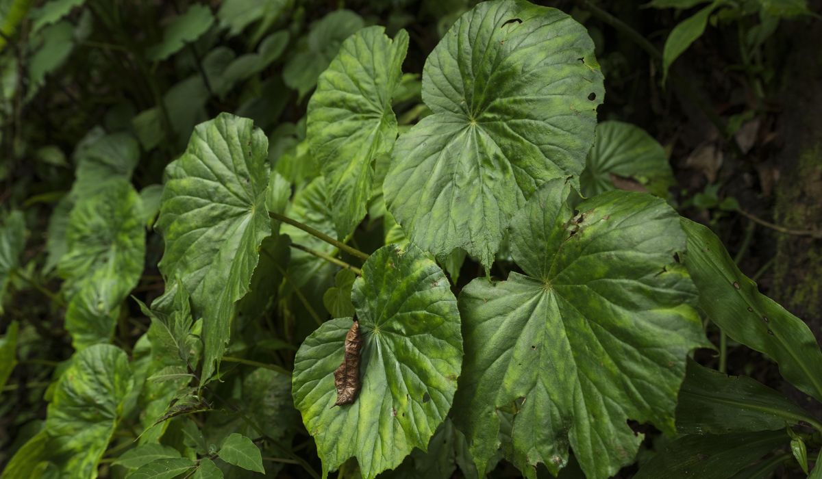 NextImg:Plants make a lot of noise when injured or thirsty, new study finds