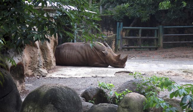 A rhinoceros rests inside an enclosure at the Dr. Juan A. Rivero Zoo in Mayaguez, Puerto Rico, July 7, 2017. The government announced on Monday, Feb. 28, 2023 that it is closing the U.S. territory’s only zoo, which has remained closed since hurricanes Irma and Maria battered the island in Sept. 2017, as federal authorities investigate allegations of mistreatment of animals. (AP Photo/Danica Coto, File)