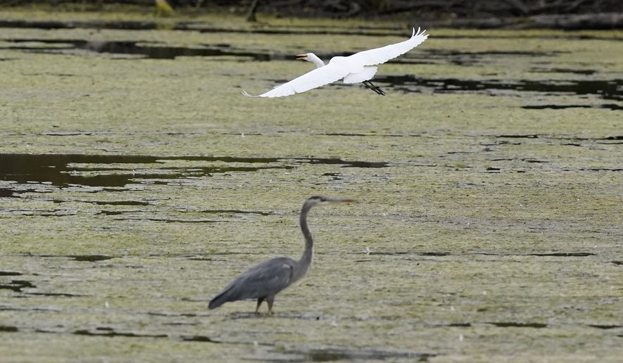 A great egret flies above a great blue heron in a wetland inside the Detroit River International Wildlife Refuge in Trenton, Mich., on Oct. 7, 2022. The House on March 9, 2023, voted to overturn the Biden administration’s protections for thousands of small streams, wetlands and other waterways, advancing long-held Republican arguments that the regulations are an environmental overreach and burden to business. The vote was 227-198 to overturn the rule. (AP Photo/Carlos Osorio, File)