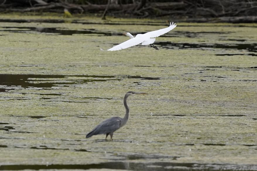 A great egret flies above a great blue heron in a wetland inside the Detroit River International Wildlife Refuge in Trenton, Mich., on Oct. 7, 2022. The House on March 9, 2023, voted to overturn the Biden administration’s protections for thousands of small streams, wetlands and other waterways, advancing long-held Republican arguments that the regulations are an environmental overreach and burden to business. The vote was 227-198 to overturn the rule. (AP Photo/Carlos Osorio, File)