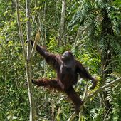 An orangutan climbs trees at BOSF&#x27;s (Borneo Orangutan Survival Foundation) Samboja Lestari Orangutan Rescue and Rehabilitation Centre, near the site of the construction of the country&#x27;s new capital city in Samboja, East Kalimantan, Indonesia, Thursday, March. 9, 2023. (AP Photo/Achmad Ibrahim) **FILE**