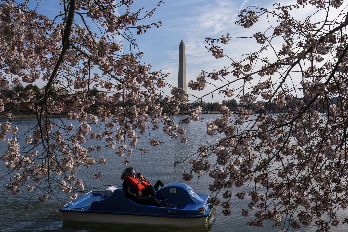 Washington, D.C.'s cherry blossoms have reached the fifth stage of blooming
