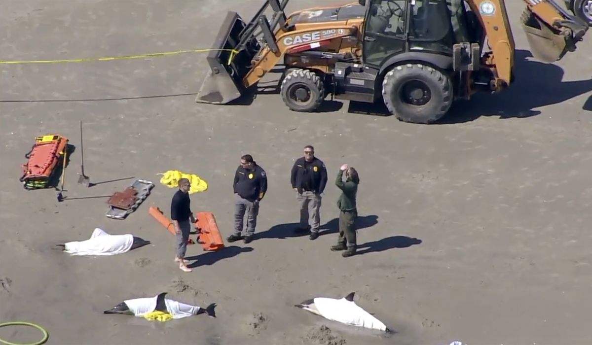 NextImg:2 dolphins die and 6 euthanized after stranding themselves on Jersey Shore beach