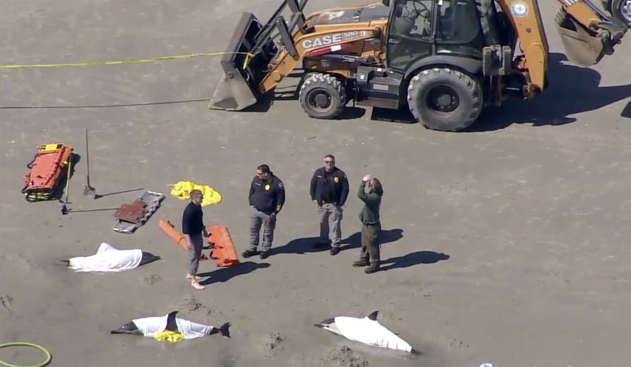 Crews of first responders attend to beached dolphins in Sea Isle, N.J. on Tuesday, March 21, 2023. (WPVI via AP)