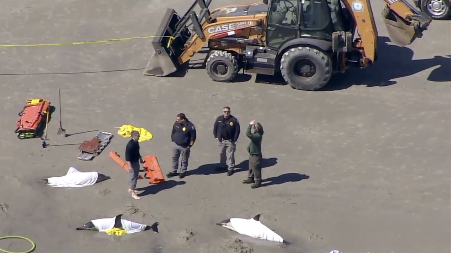 2 lumba-lumba mati dan 6 disuntik mati setelah terdampar di pantai Jersey Shore