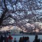 People walk along the Tidal Basin during sunset as cherry blossoms enter their peak bloom this week, Wednesday, March 22, 2023, in Washington. (AP Photo/Pablo Martinez Monsivais