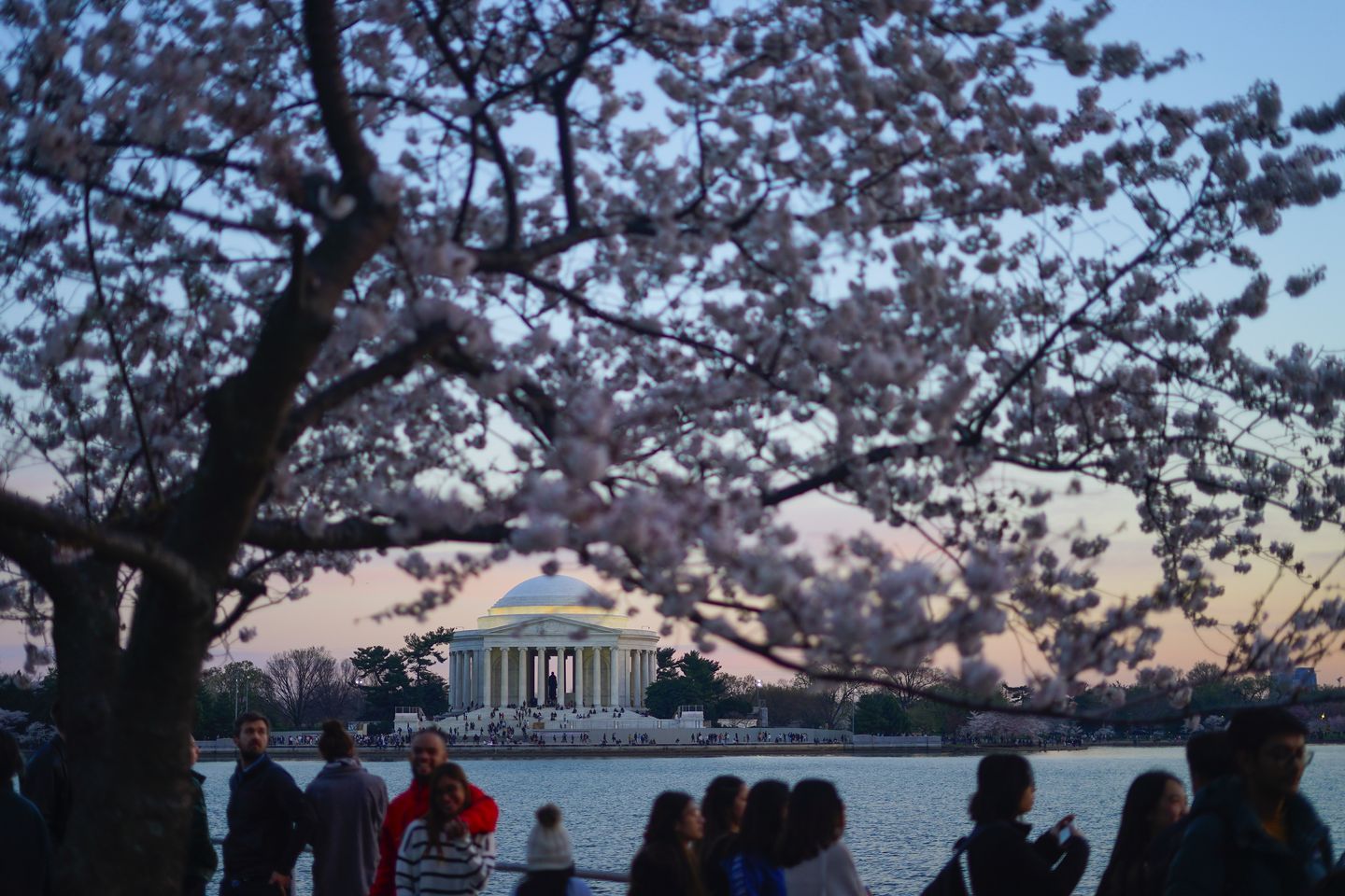 Waktu yang manis di DC, dengan bunga sakura yang mekar penuh
