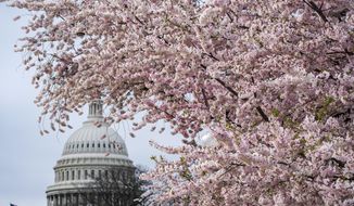 Cherry trees in full bloom frame the Capitol in Washington, Monday, March 27, 2023. (AP Photo/J. Scott Applewhite)